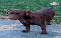 Labrador Retriever perros en venta: Cachorro macho chocolate con pedigree LOE  - Imagen 10