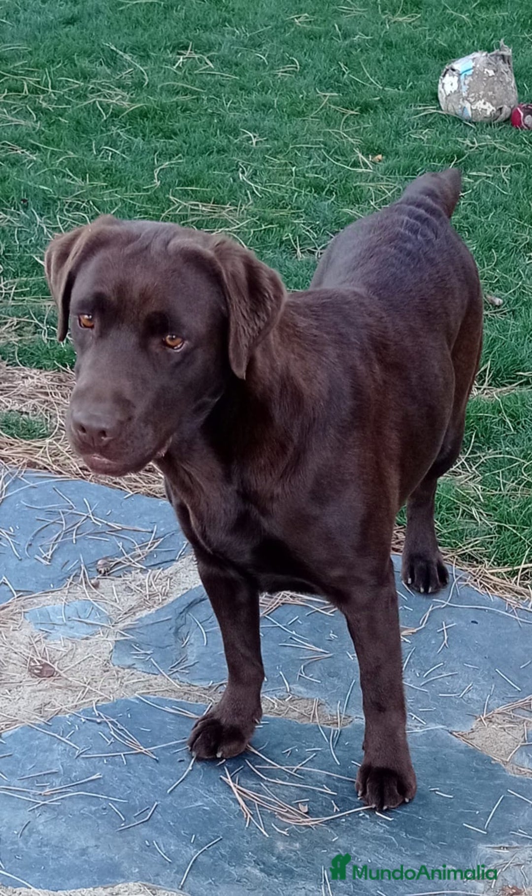 Labrador Retriever perros en venta: Cachorro macho chocolate con pedigree LOE  - Imagen 10