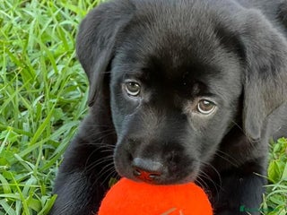 Labrador Retriever perros CACHORROS DE LABRADOR NEGRO - Anuncio 1