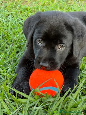 Labrador Retriever perros CACHORROS DE LABRADOR NEGRO - Anuncio 1