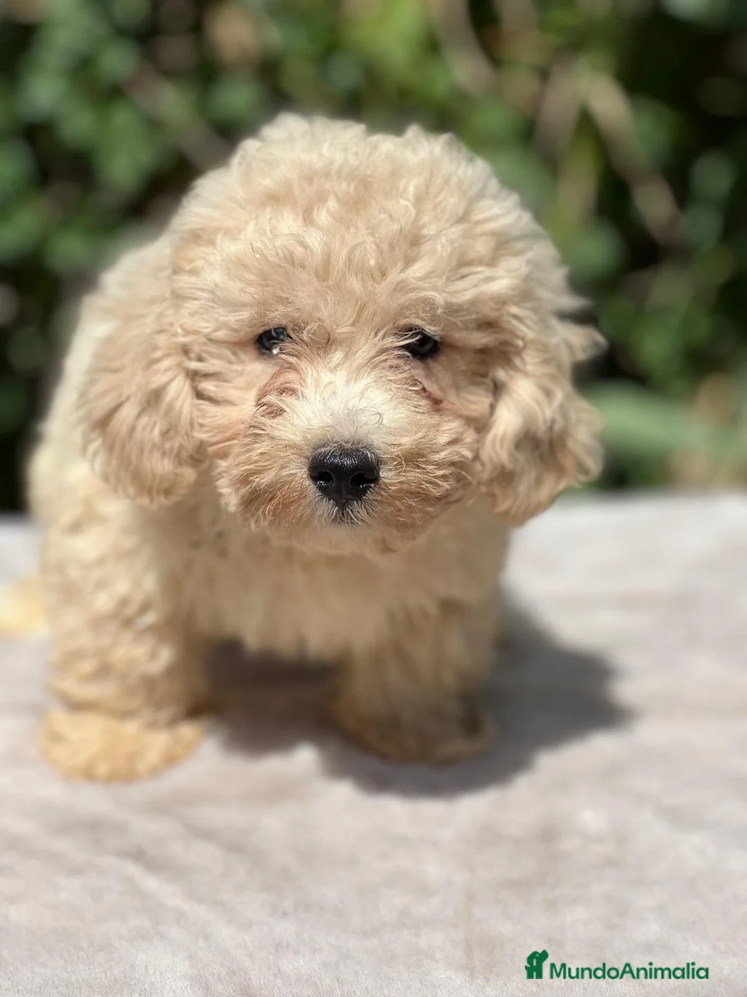 Maltipoo perros en venta: Maltipoo apricot - Anuncio 1