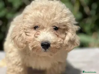 Maltipoo perros Maltipoo apricot - Anuncio 32