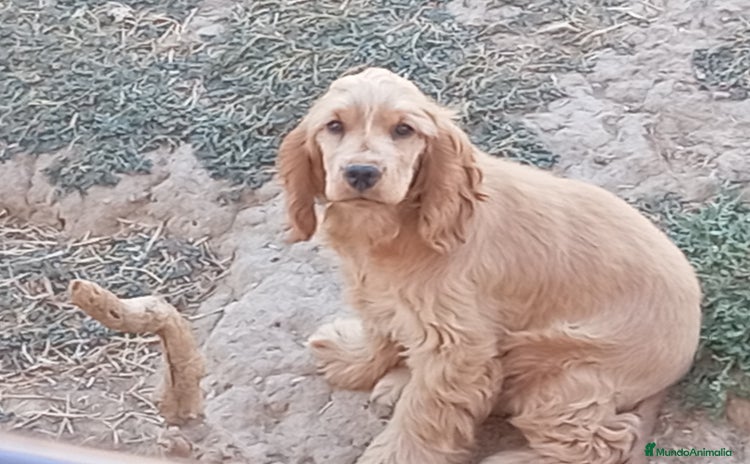Cocker Spaniel Inglés perros - Anuncio 3