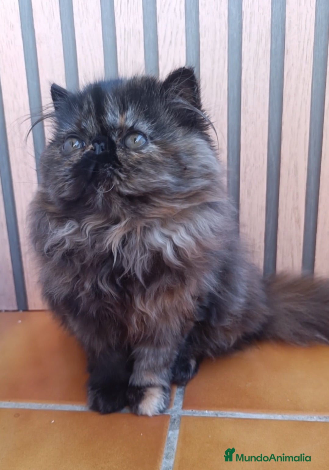 Persa gatos Persa Tortuga negra - Anuncio 2