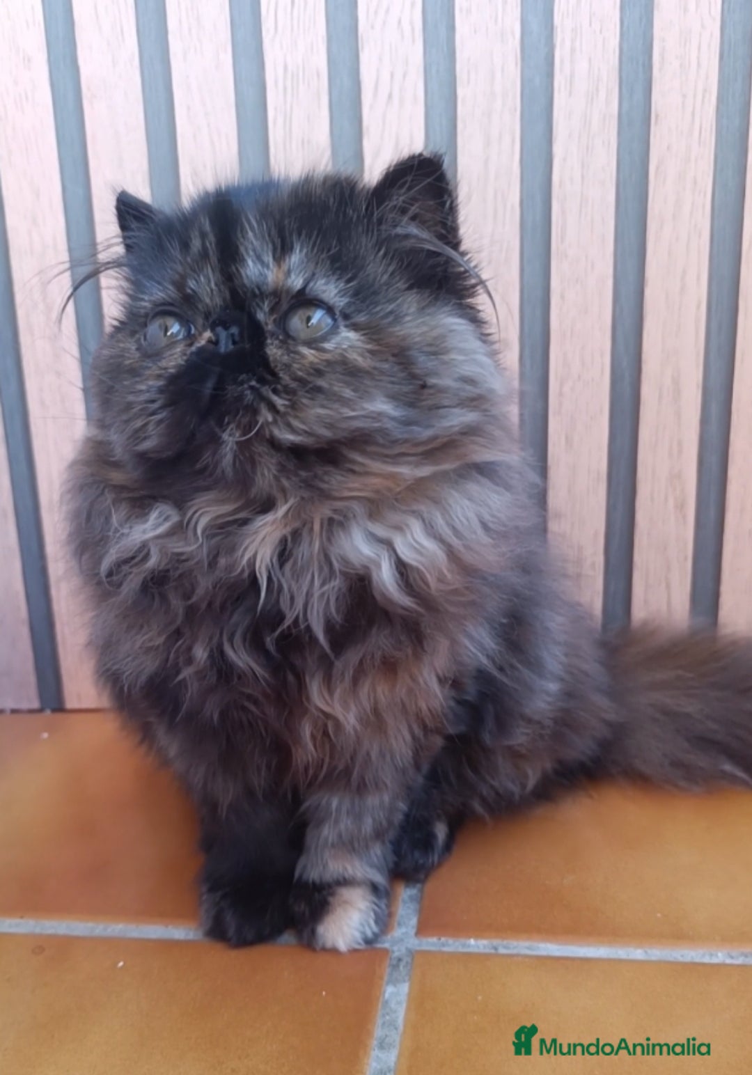 Persa gatos en venta: Persa Tortuga negra - Anuncio 1