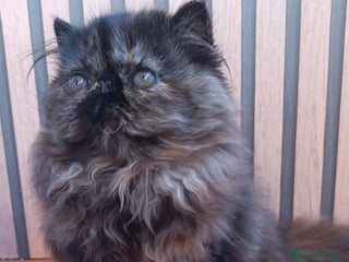 Persa gatos Persa Tortuga negra - Anuncio 5