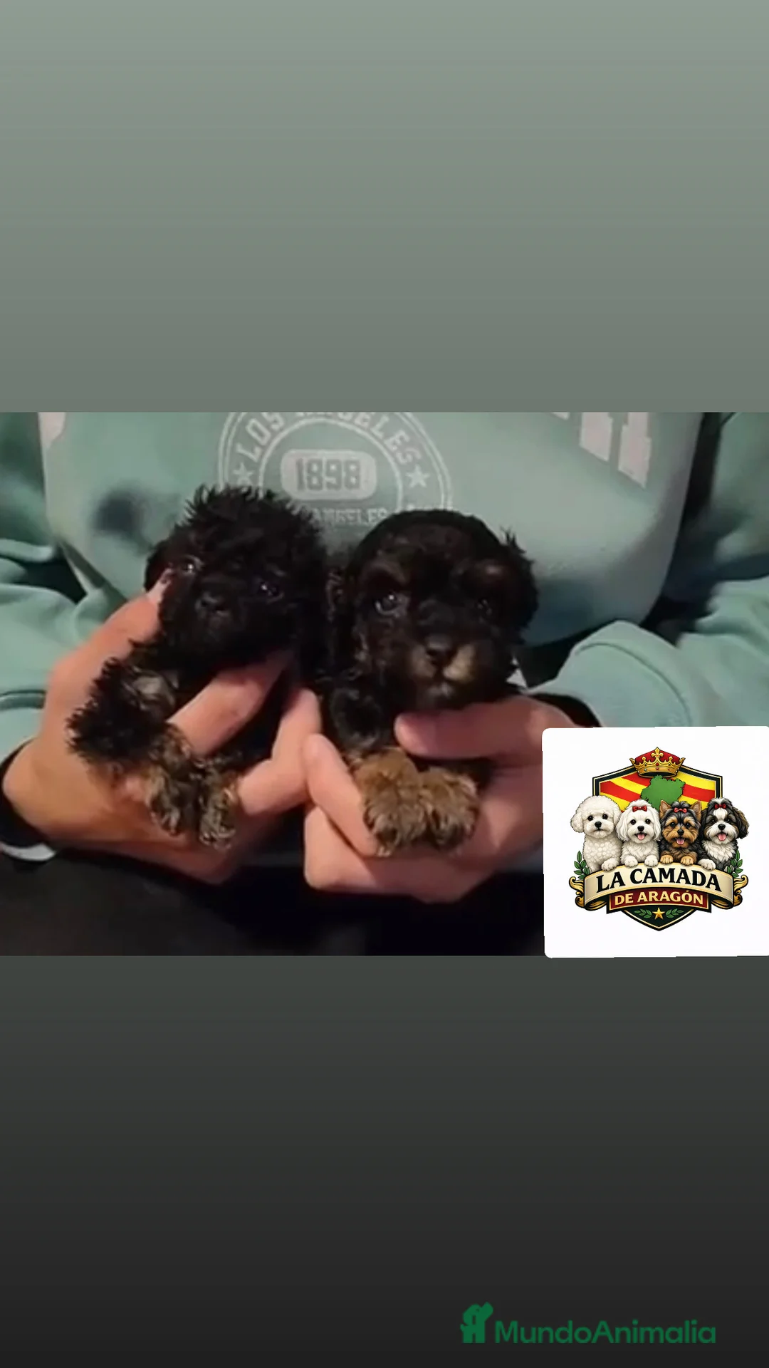 Caniche Toy perros en venta: Caniche toy - Anuncio 3