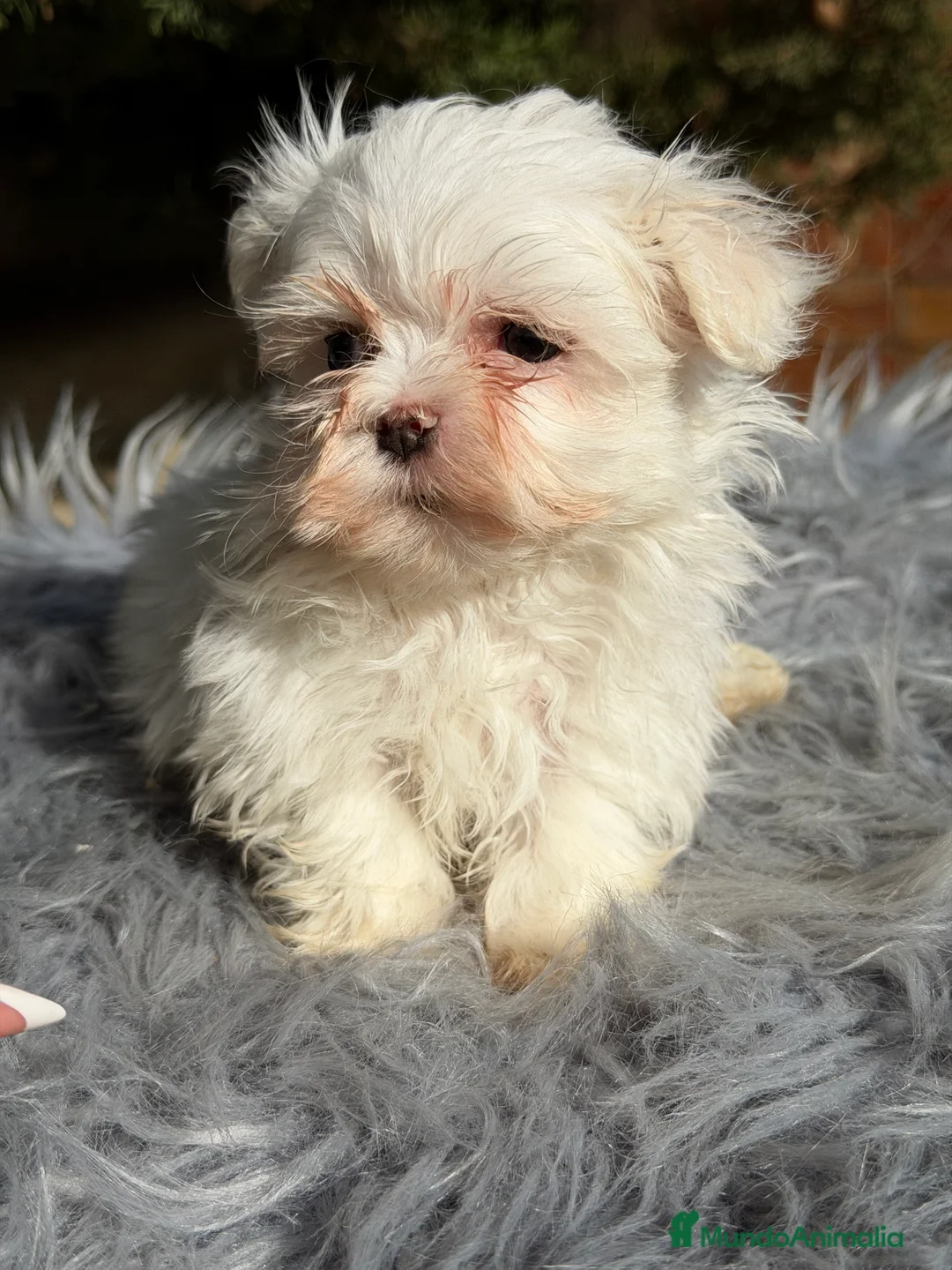 Bichón Maltés perros en venta: Bichon Maltes coreano  - Anuncio 4