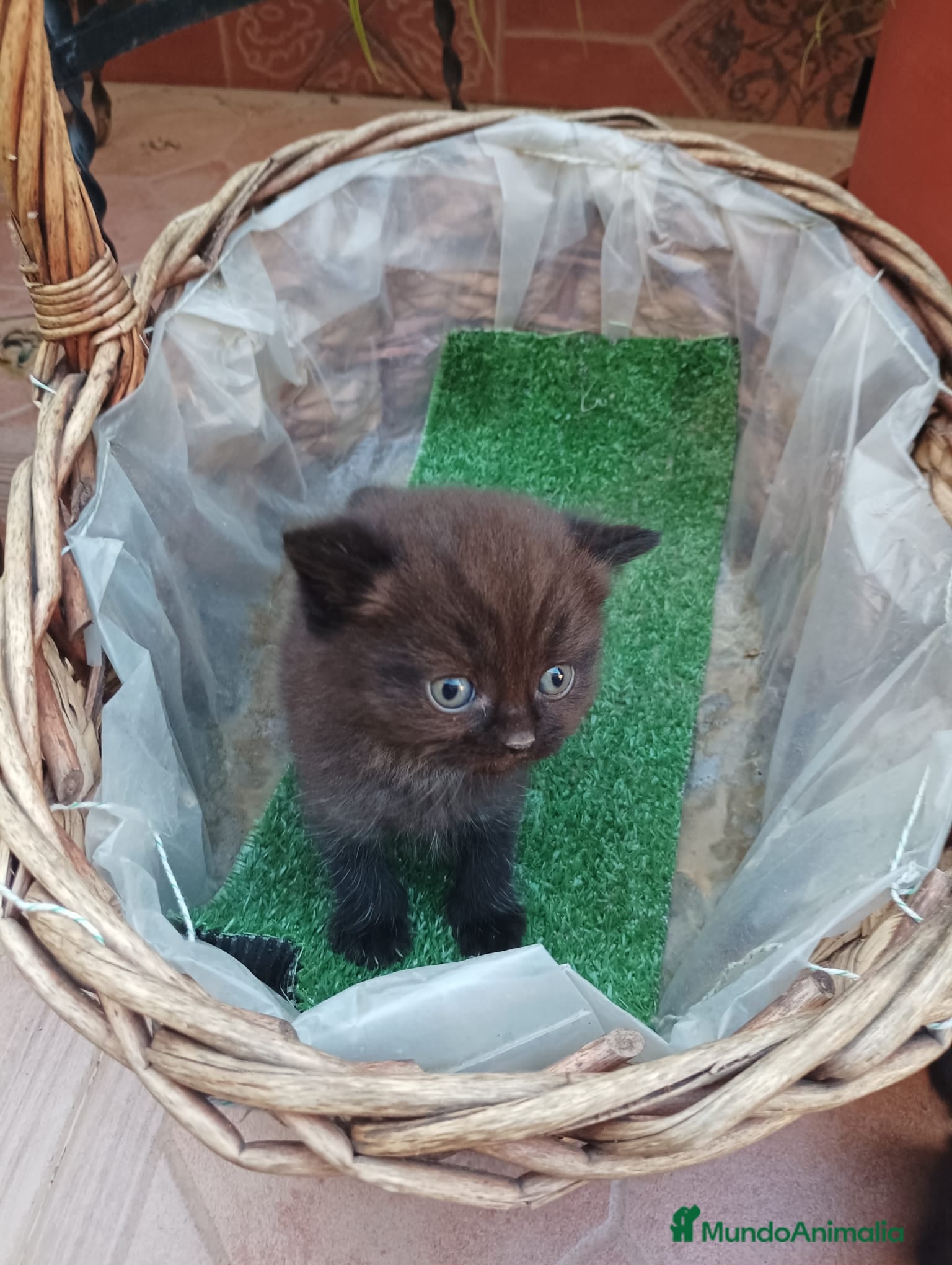 Británico de Pelo Corto gatos Macho de Scotish chocolate  - Anuncio 1