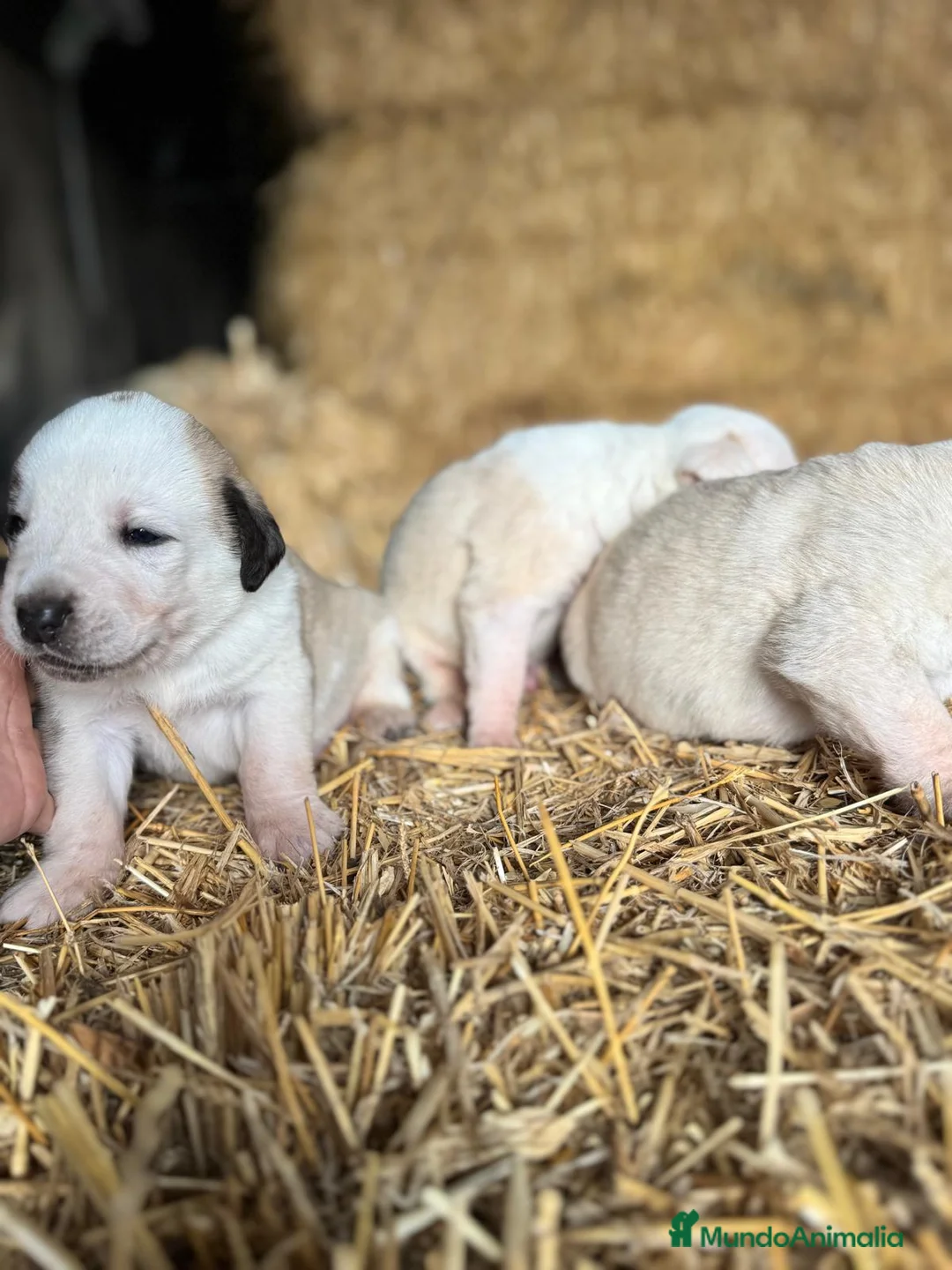 Mastín Español perros en venta: MASTIN ESPAÑOL - Anuncio 8