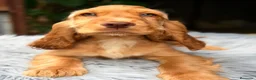 Cocker Spaniel Inglés perros en venta: Cocker inglés de gran calidad  - Anuncio 4