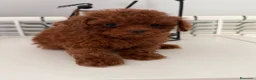 Caniche Toy perros en venta: 🐩 CANICHE TOY ROJO PIMENTÓN — 2 MESES 🤎  ✨  en Madrid - Anuncio 15