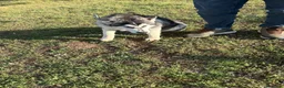 Husky Siberiano perros en venta: Husky Siberiano - Anuncio 5