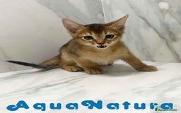 Abisinio gatos en venta:  Abisinio Macho de Mia 7909 AQUANATURA - Imagen 4