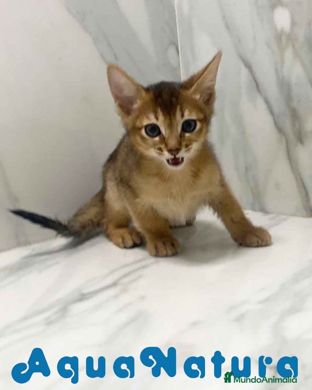 Abisinio gatos en venta:  Abisinio Macho de Mia 7909 AQUANATURA - Imagen 4