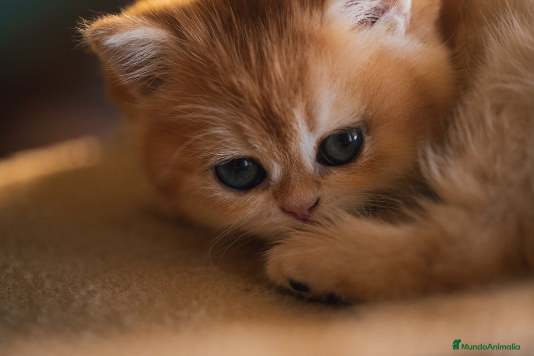 Británico de Pelo Corto gatos en venta: Niñas british golden chinchilla  - Anuncio 9