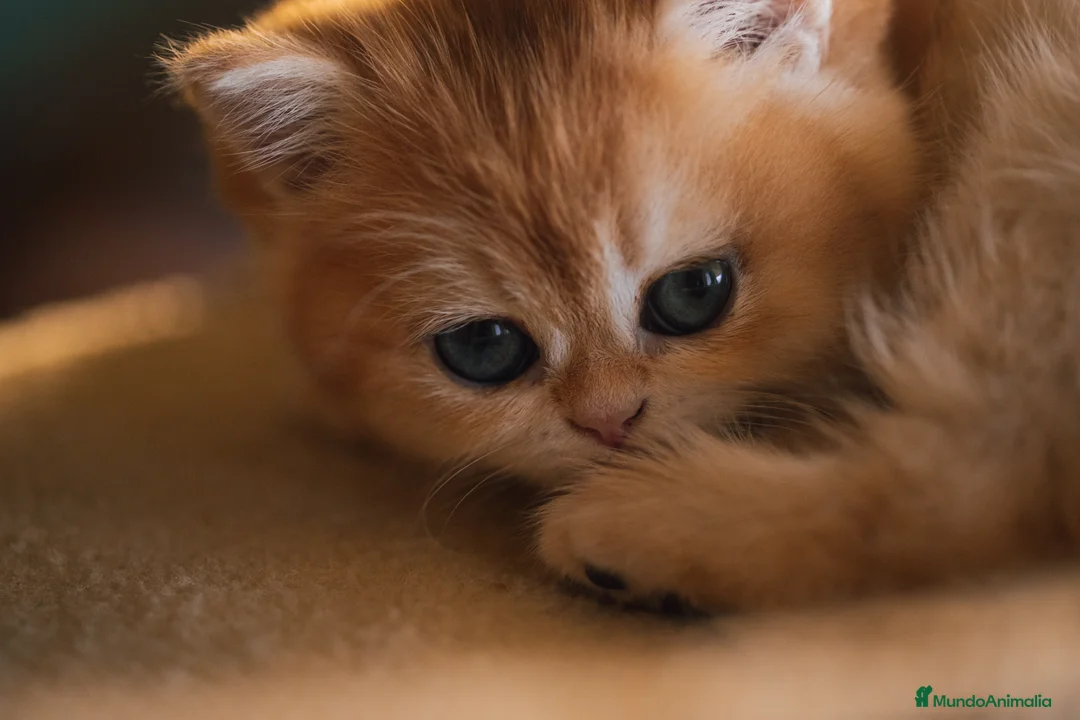 Británico de Pelo Corto gatos en venta: Niñas british golden chinchilla  - Anuncio 9
