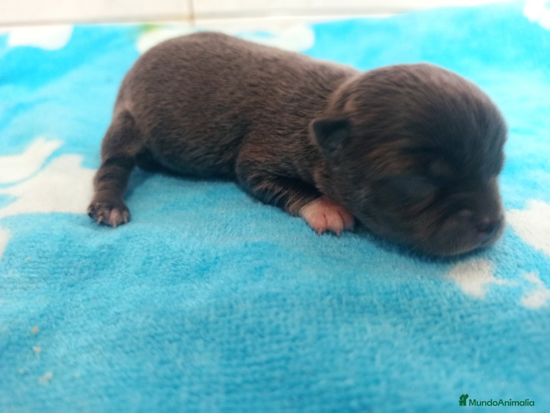 Chihuahua perros en venta: CJIHUAHUAS - Anuncio 2