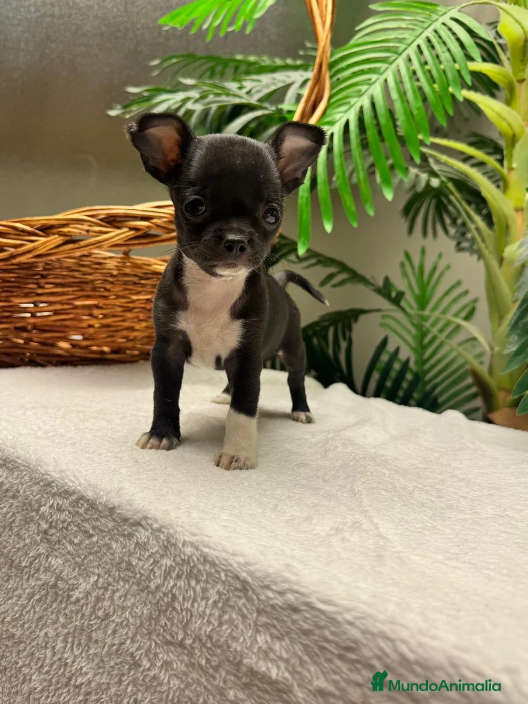 Chihuahua perros en venta: CHIHUAHUA HEMBRA - Anuncio 1