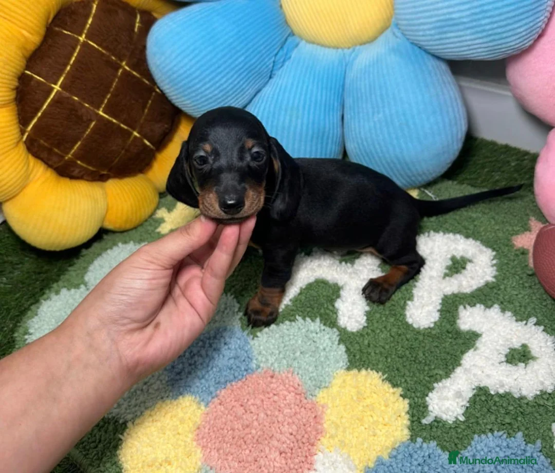Teckel Miniatura perros en venta: Teckel Kaninchen Negro y Fuego - Anuncio 1