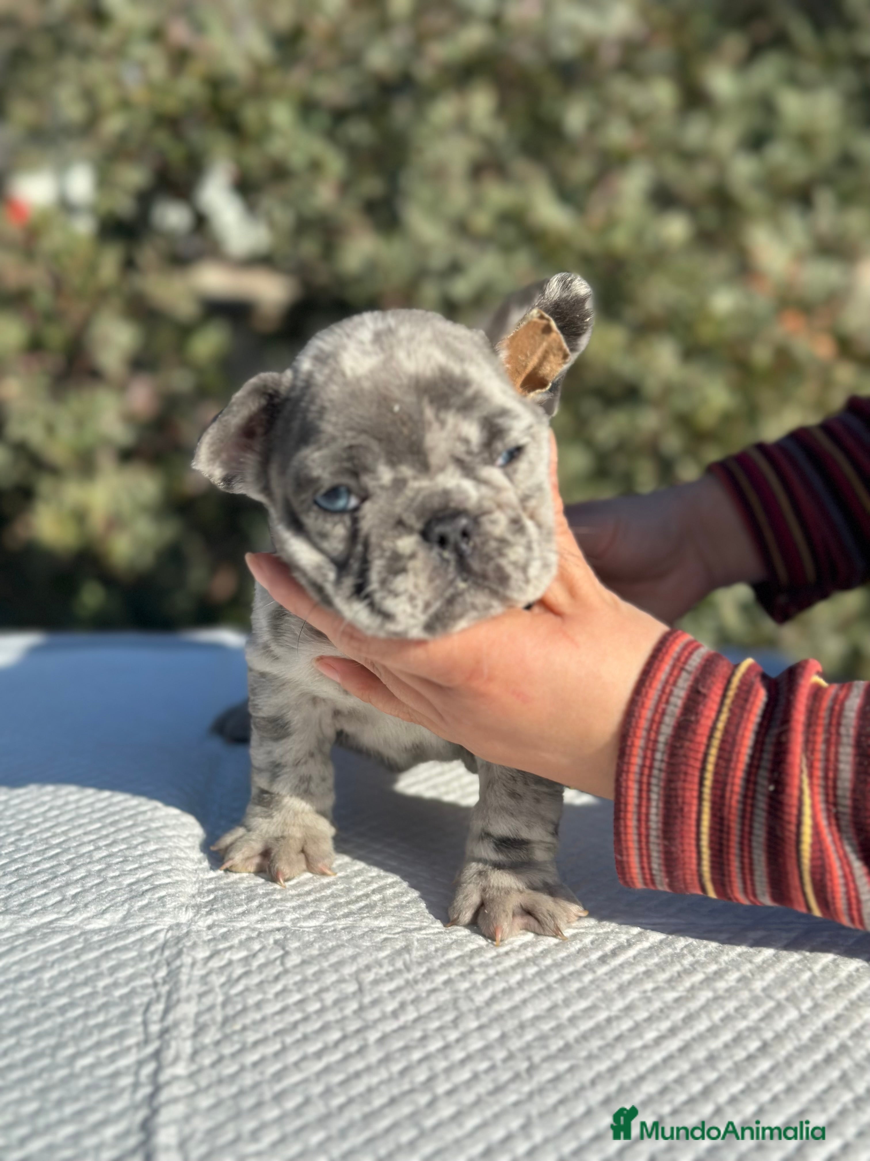 Bulldog Francés perros BULLDOG FRANCÉS MERLE OJOS AZULES!!! en Barcelona - Anuncio 20