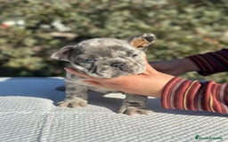 Bulldog Francés perros en venta: BULLDOG FRANCÉS MERLE OJOS AZULES!!! en Barcelona - Imagen 1