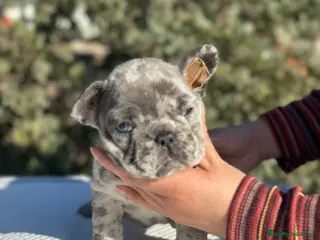 Bulldog Francés perros BULLDOG FRANCÉS MERLE OJOS AZULES!!! en Barcelona - Anuncio 6