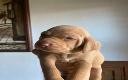 Braco Húngaro de Pelo Corto perros en venta: Cachorros de Braco Húngaro (Vizsla) — Criador aut. - Imagen 10