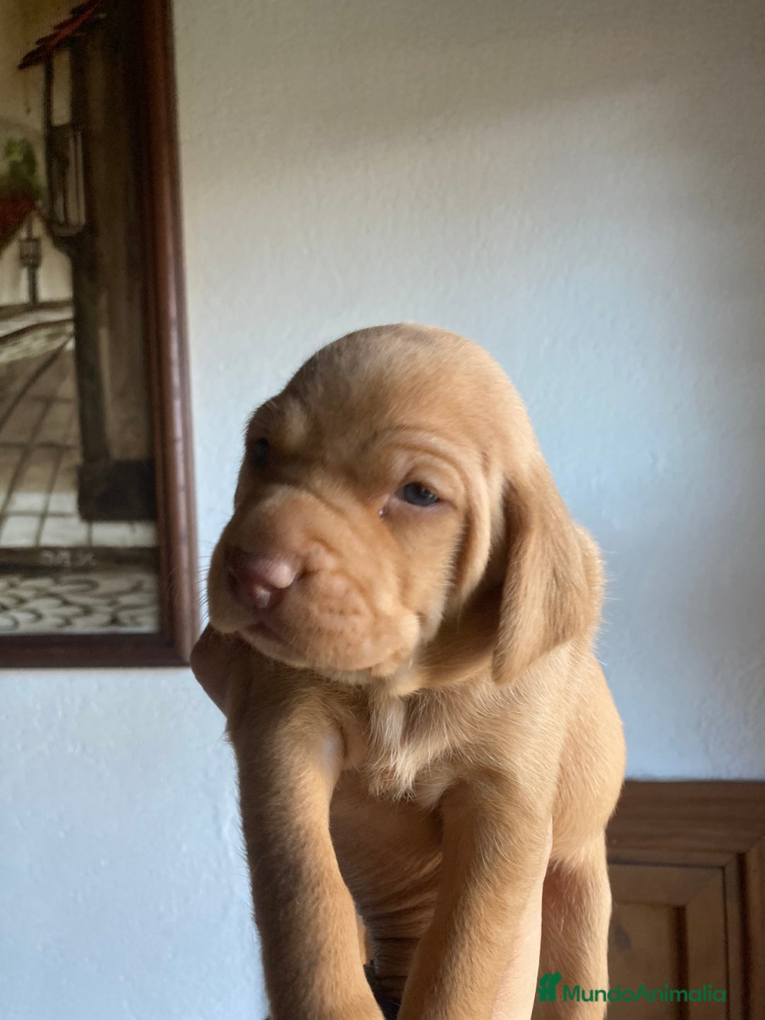 Braco Húngaro de Pelo Corto perros en venta: Cachorros de Braco Húngaro (Vizsla) — Criador aut. - Imagen 10