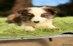 Border Collie perros en venta: Border collie marrón y blanco - Anuncio 2