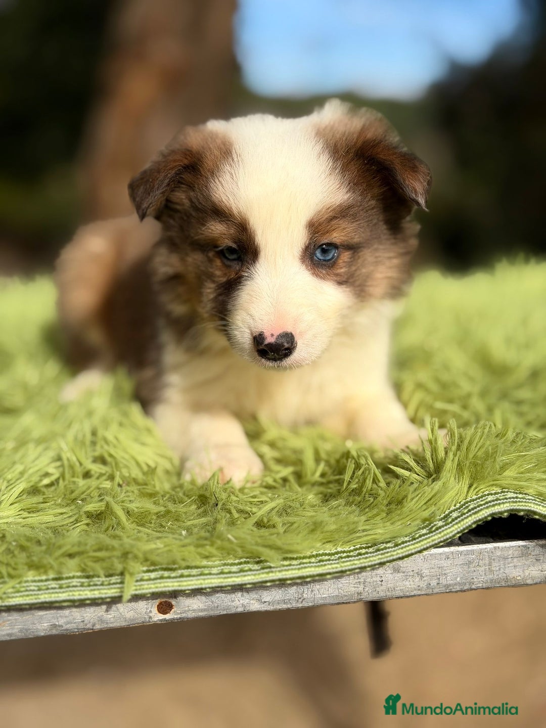 Border Collie perros en venta: Border collie marrón y blanco - Anuncio 2