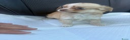 Chihuahua perros en venta: Chihuahua toy pelo largo hembra - Anuncio 6