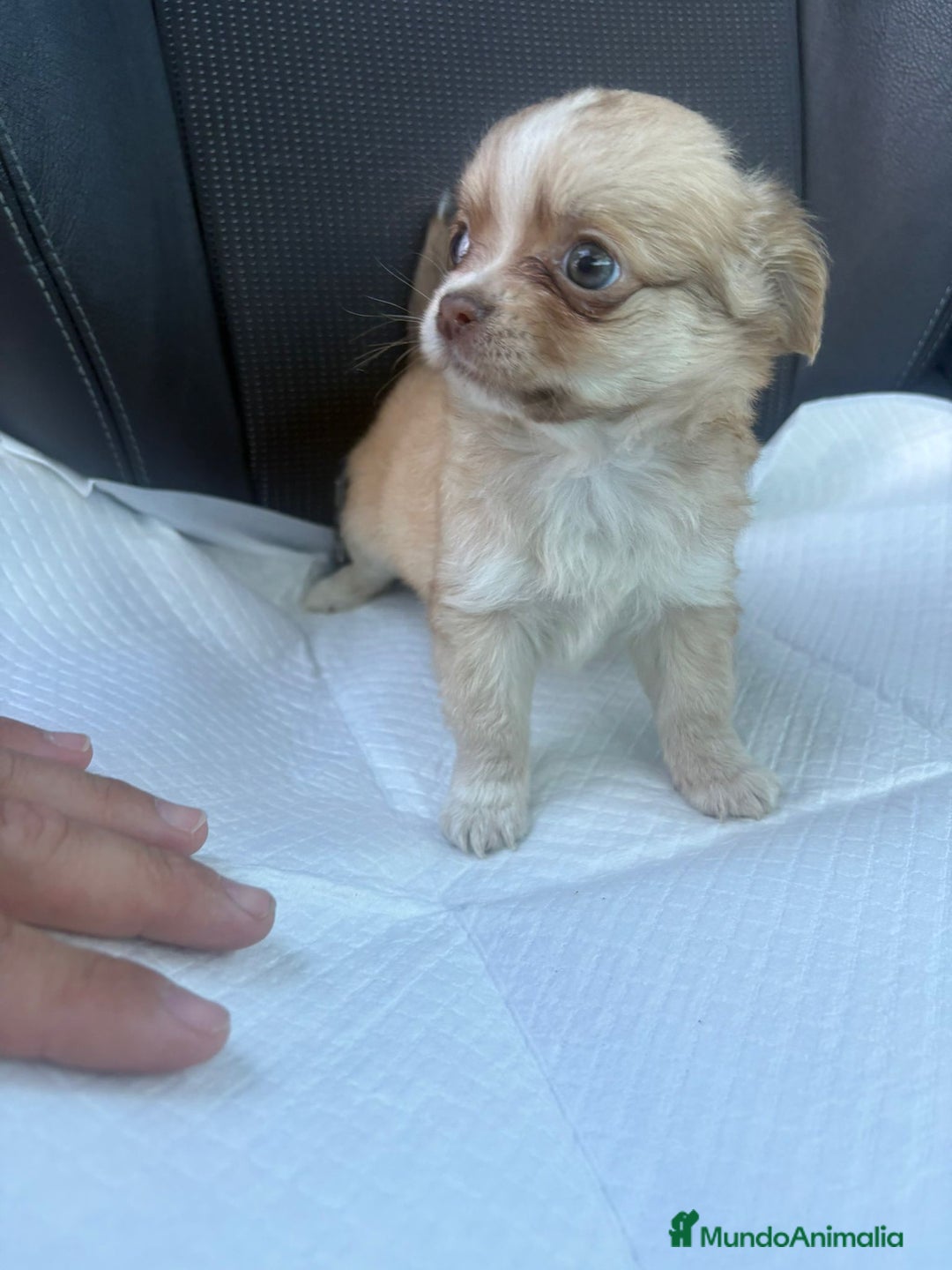 Chihuahua perros en venta: Chihuahua toy pelo largo hembra - Anuncio 6