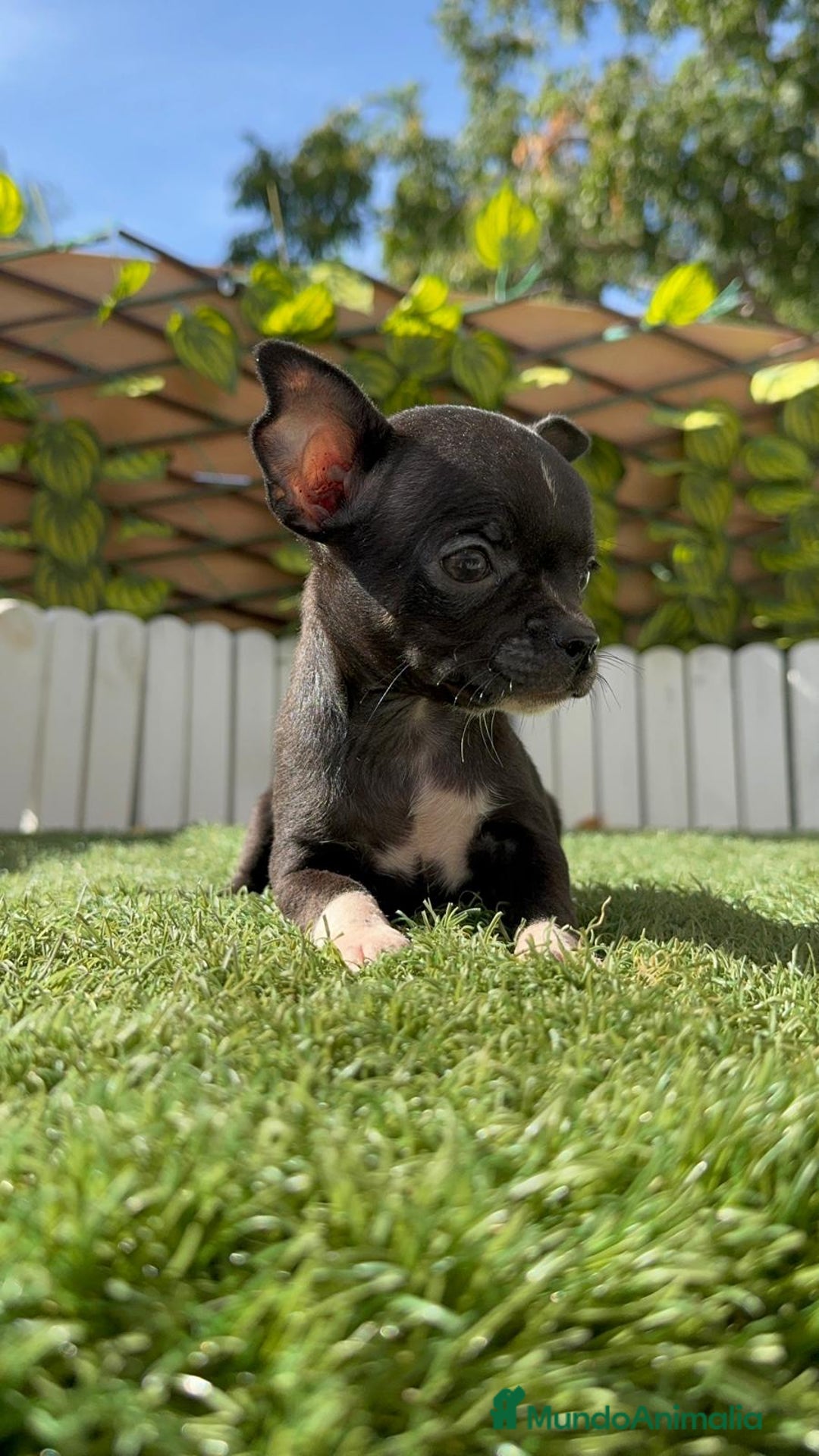 Chihuahua perros en venta: CHIHUAHUA HEMBRA - Imagen 3