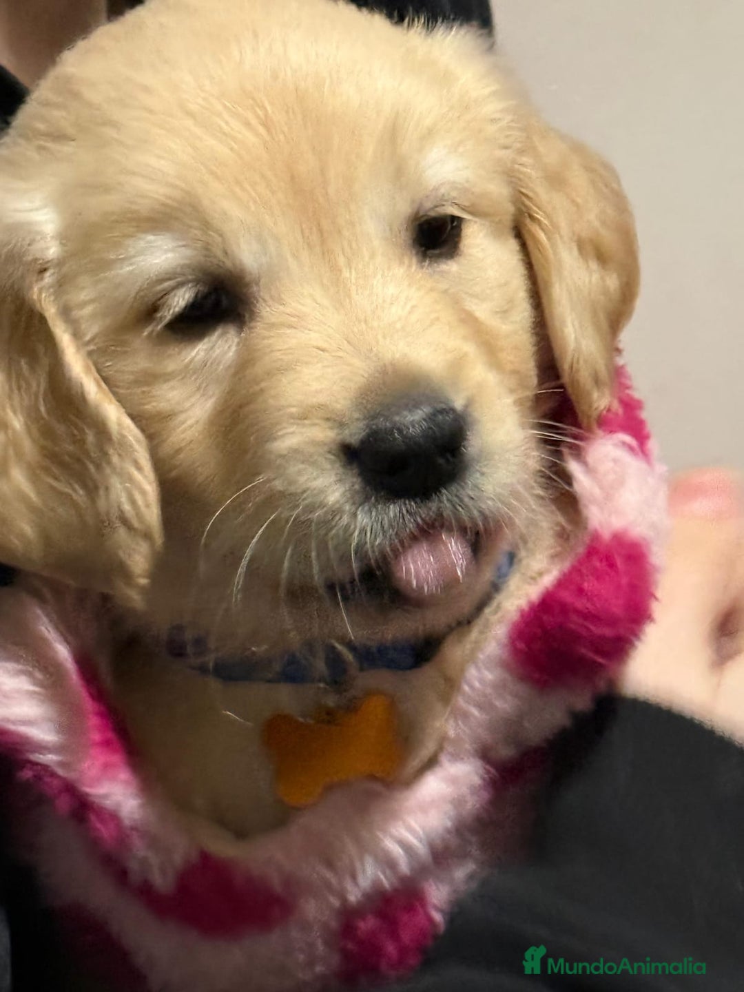 Golden Retriever perros en venta: Hembra golden retriever  - Anuncio 1