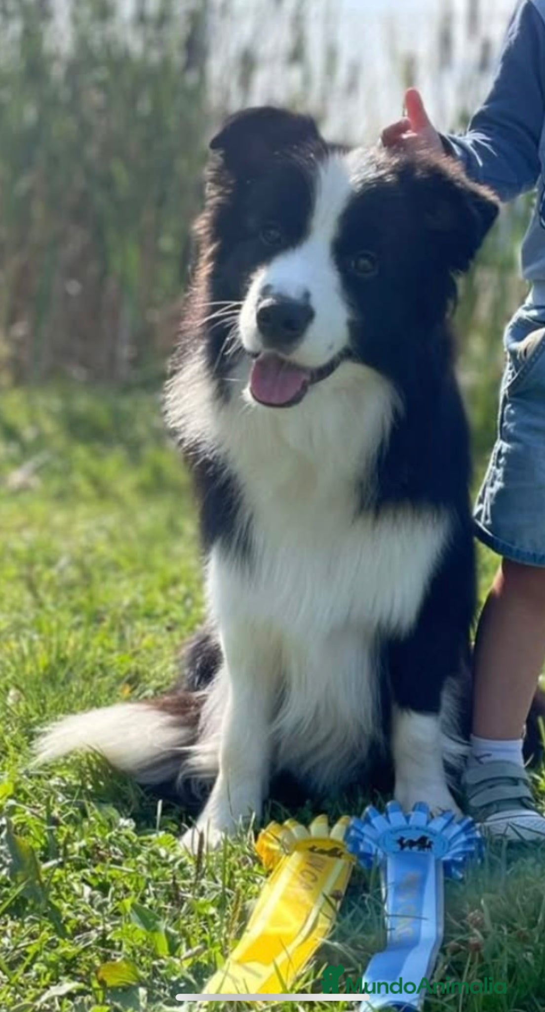Border Collie perros en venta: Se venden cachorros Border Collie!!! - Anuncio 3