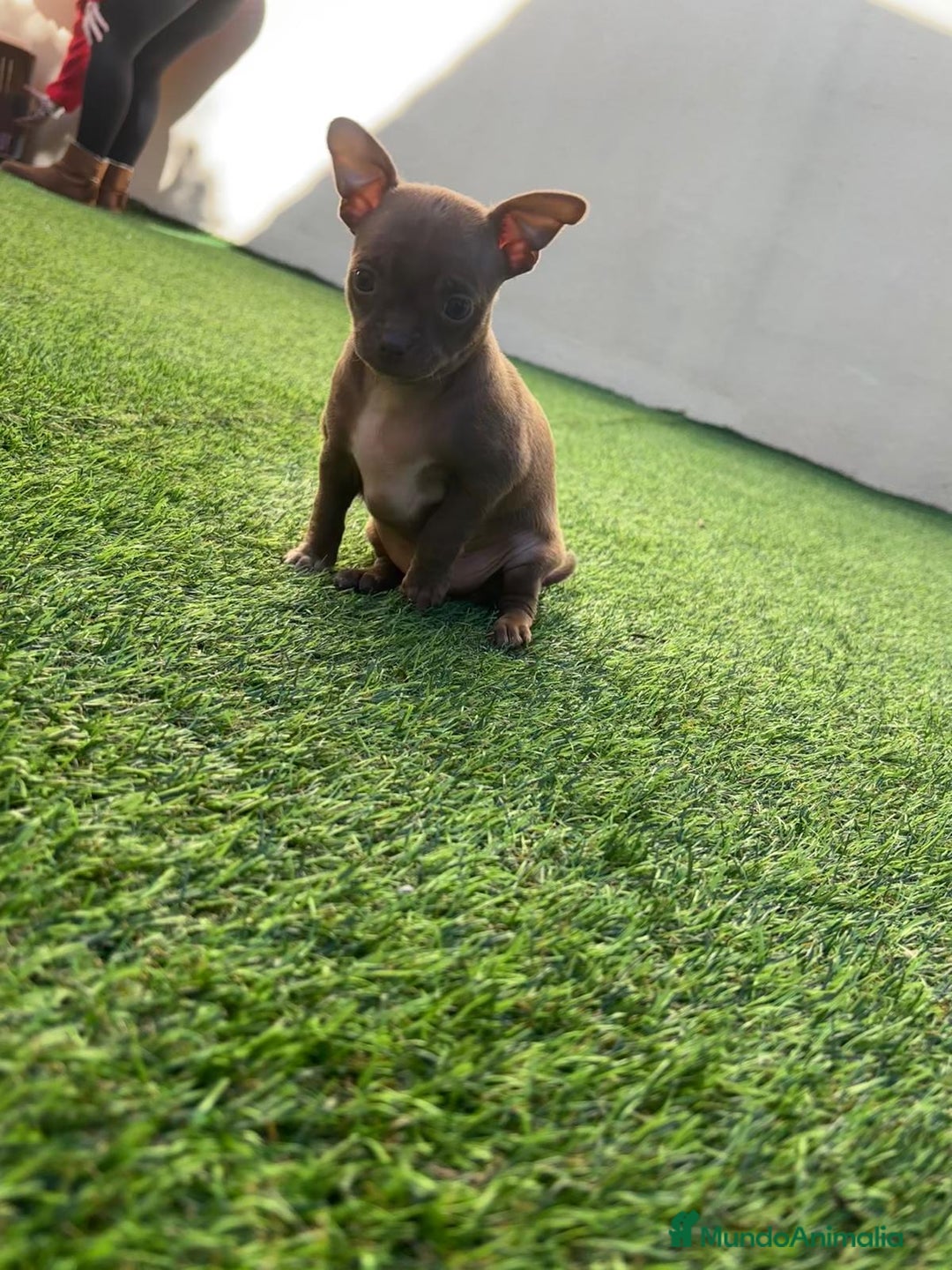 Chihuahua perros en venta: Chihuahua toy  - Anuncio 3