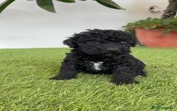 Perro de Agua Español perros en venta: PERRO DE AGUA ESPAÑOL HEMBRA - Imagen 20