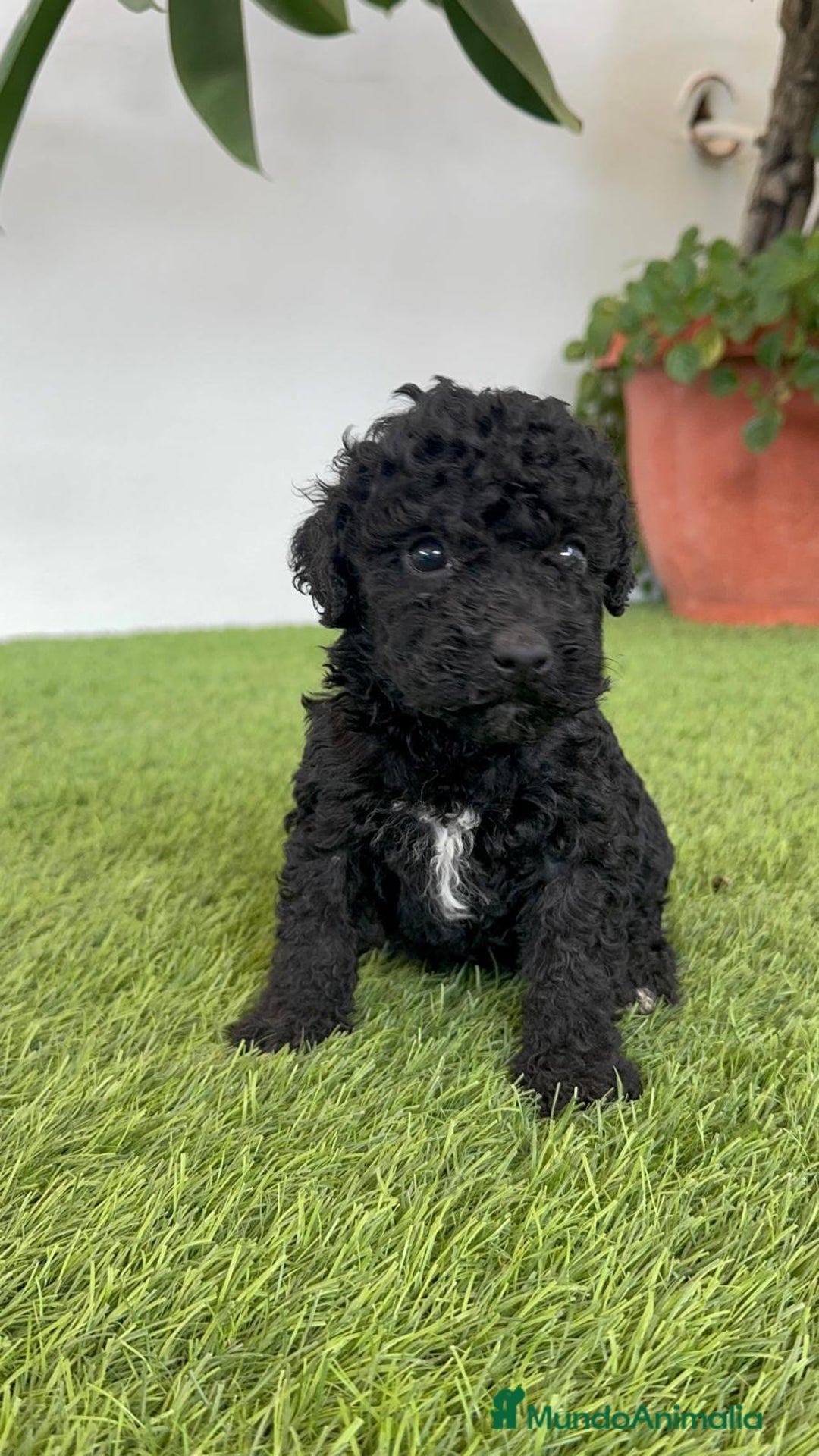 Perro de Agua Español perros en venta: PERRO DE AGUA ESPAÑOL HEMBRA - Imagen 20