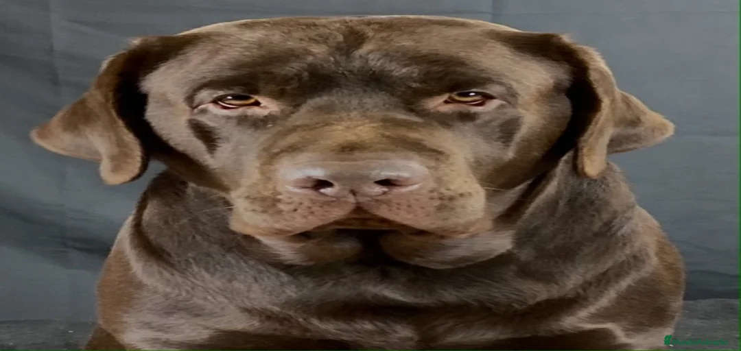 Imagen de galería {{count}}