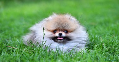 Pomerania perros - Anuncio 12