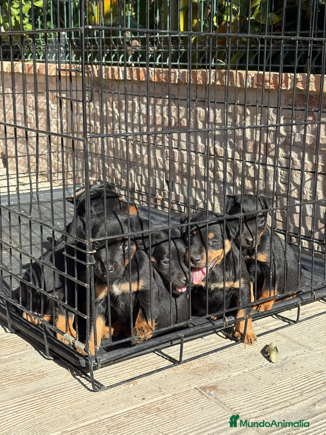 Terrier Alemán de Caza perros en venta: Disponibles cachorros Jagd terrier  - Anuncio 12