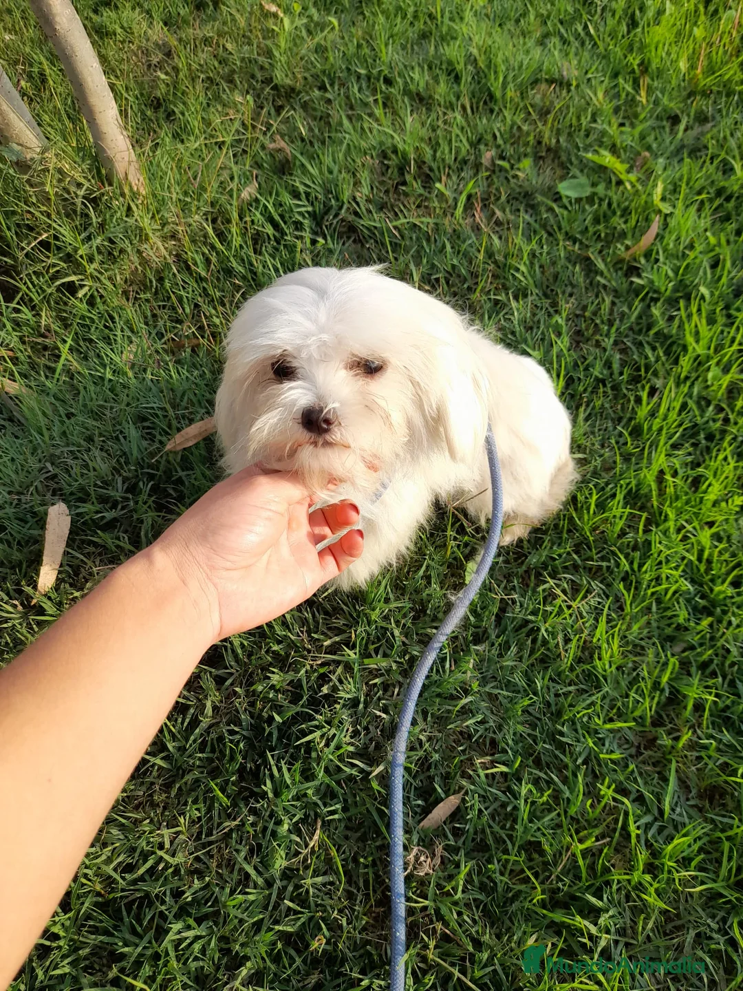 Bichón Maltés perros en venta: Bichon maltés americano  en Badajoz - Anuncio 2