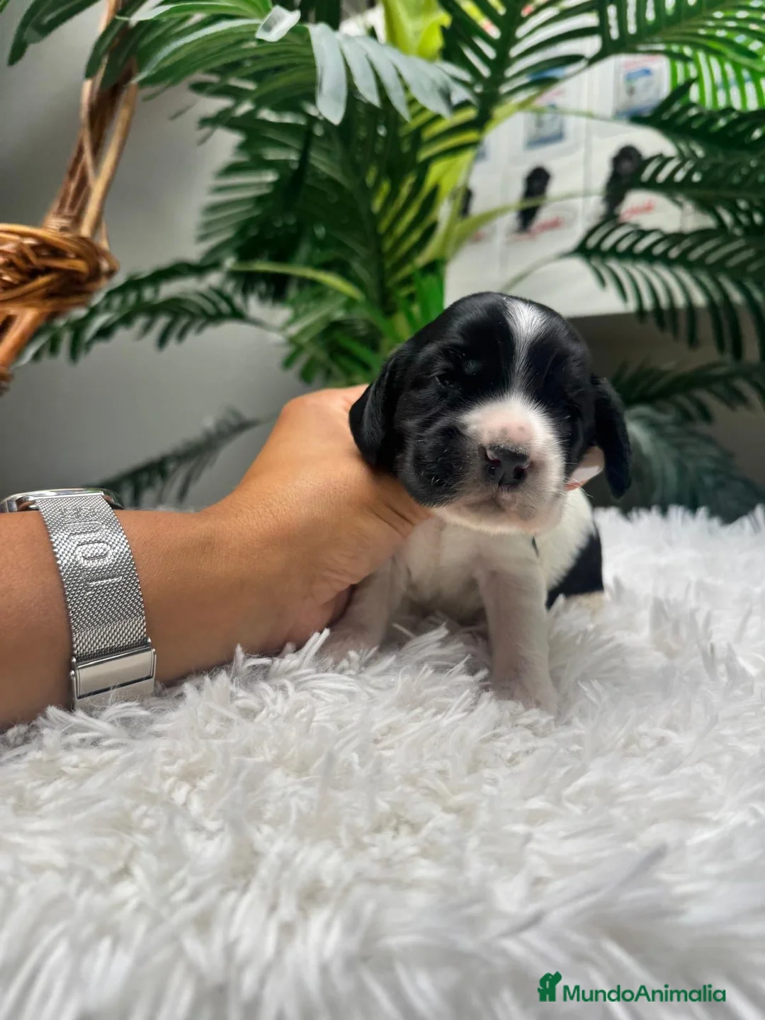 Cocker Spaniel Inglés perros en venta: COCKER SPANIEL INGLES - Anuncio 2