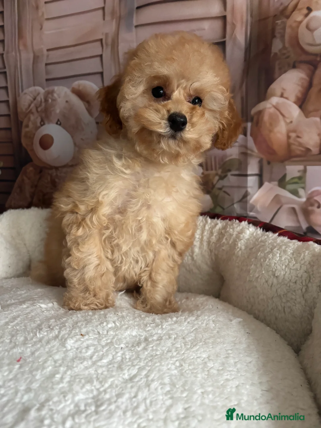 Caniche Toy perros en venta: Caniche toy apricot hembra  - Anuncio 6