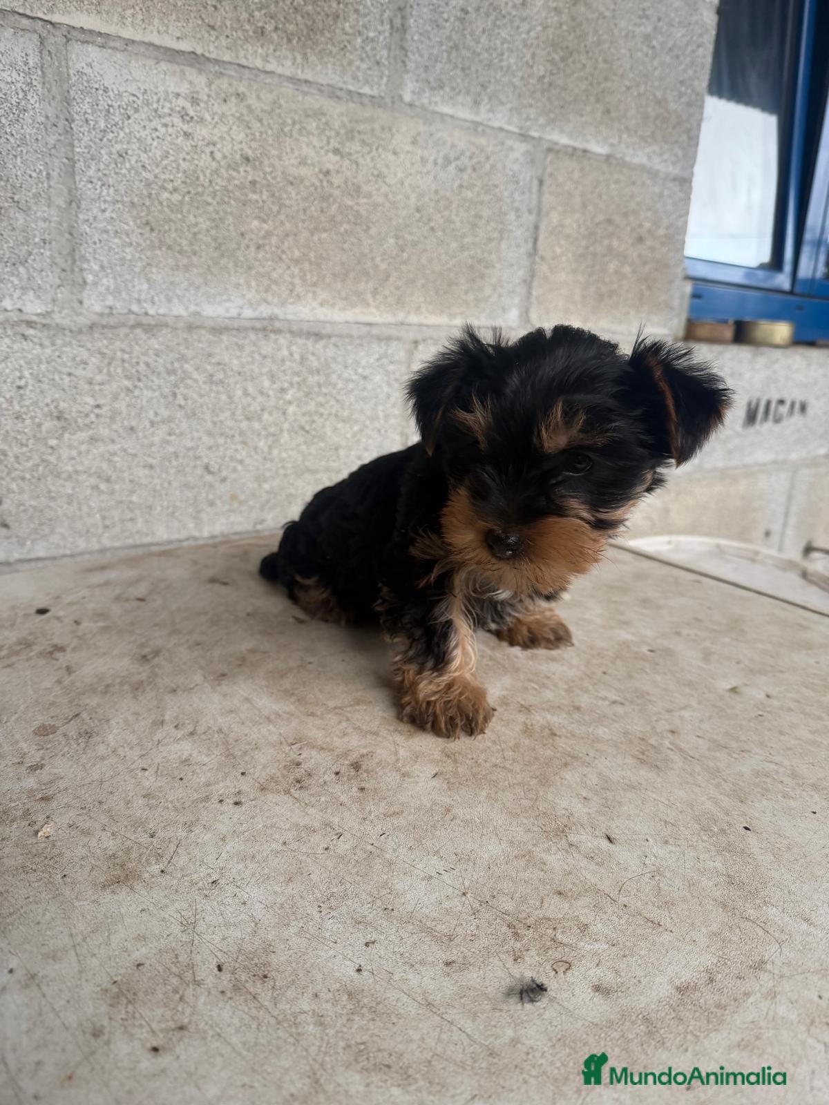 Yorkshire Terrier perros Yorkshire terrier macho cachorro - Anuncio 1