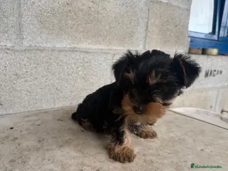 Yorkshire Terrier perros Yorkshire terrier macho cachorro - Anuncio 3