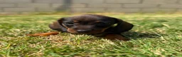 Teckel Miniatura perros en venta: Disponible Teckels Hembra de Calidad  - Anuncio 10