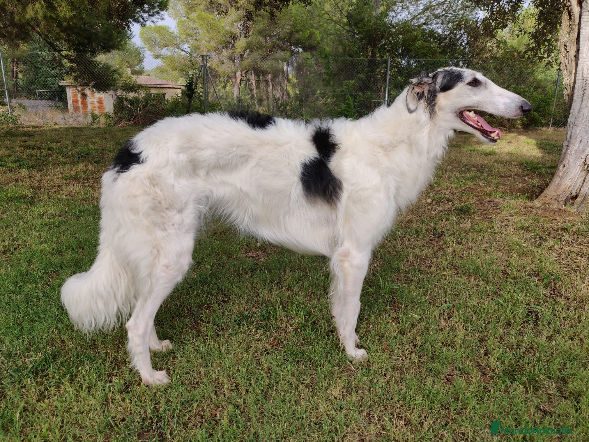 Borzoi perros Borzoi - Anuncio 1