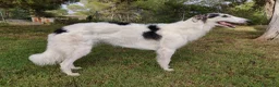 Borzoi perros en venta: Borzoi - Anuncio 1